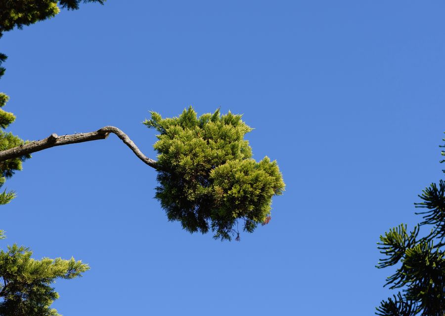 Tree removal work by M Brennan Tree Service LLC in Offutt Air Force Base, NE