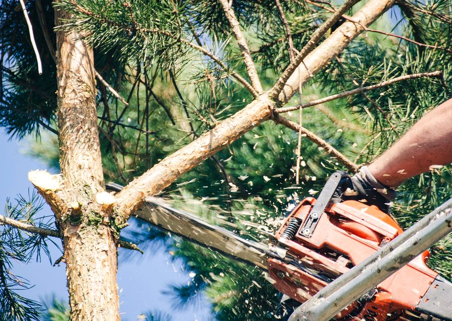 Tree removal work by Miller Family Tree Care in East Petersburg, PA