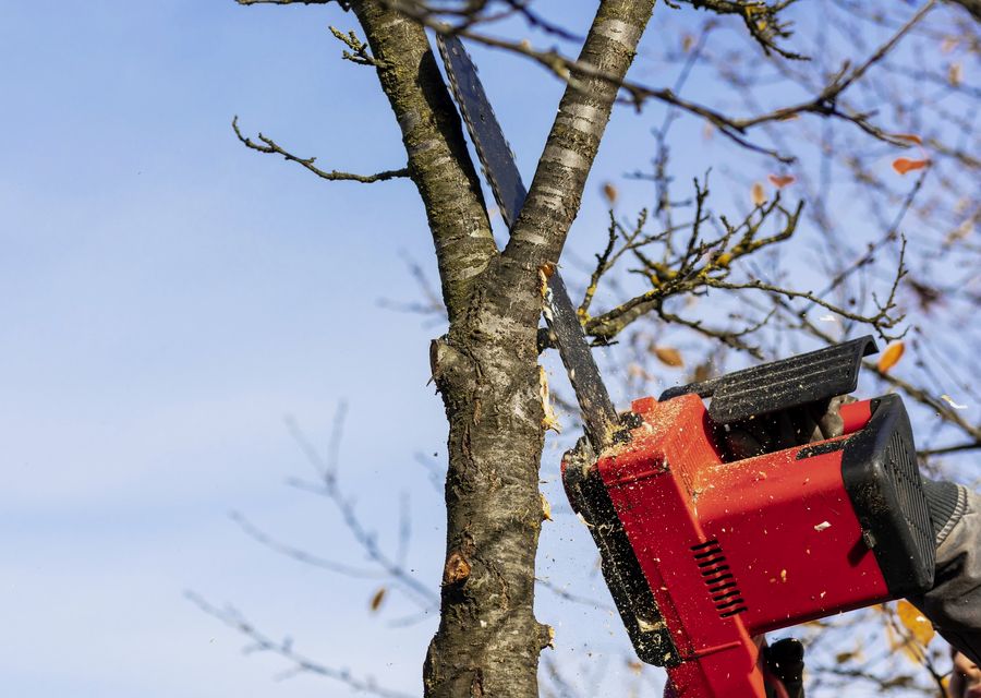 Tree removal work by Trailhawk Tree Experts LLC in Warwick, PA