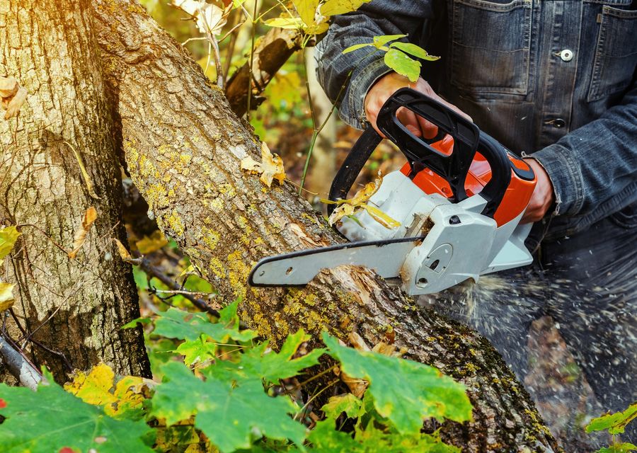 Tree removal work by Remberto Tree Work & Landscaping in Wauconda, IL