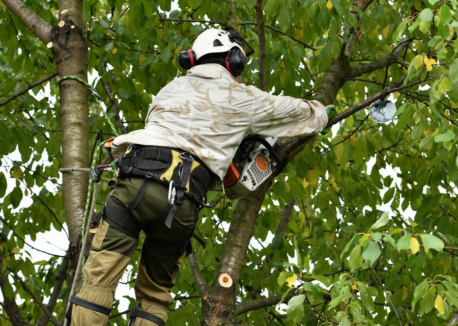 Tree removal work by Melo's Tree Service in Valley, NE