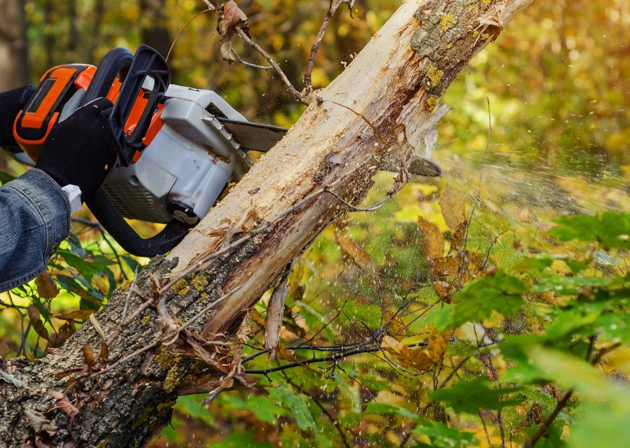 Tree removal work by Sunshine Grove Arbors in Burleson, TX