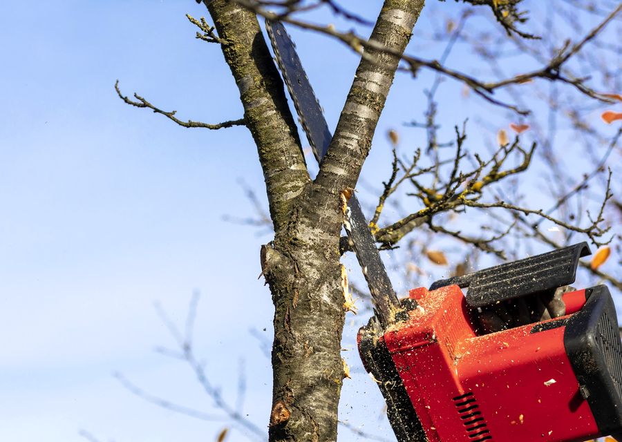 Tree removal work by Express Tree Service Corporation in Ball Ground, GA