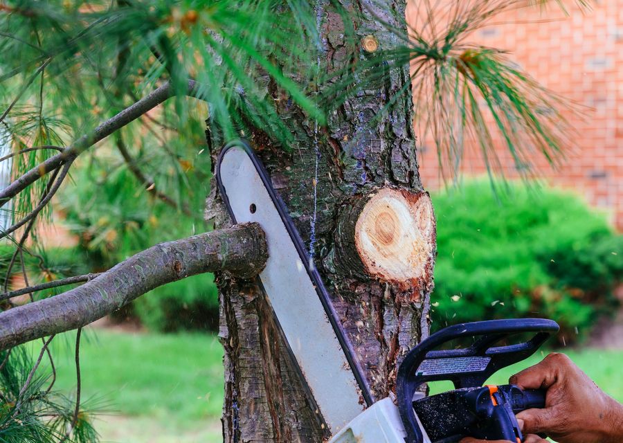 Tree removal work by Oasis Tree Service Company LLC in Upper Hanover, PA