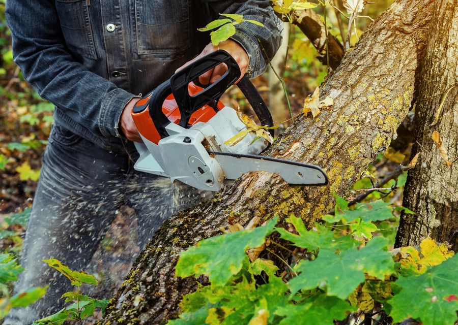 Tree removal work by P&P Landscaping and Tree Service in Confluence, PA