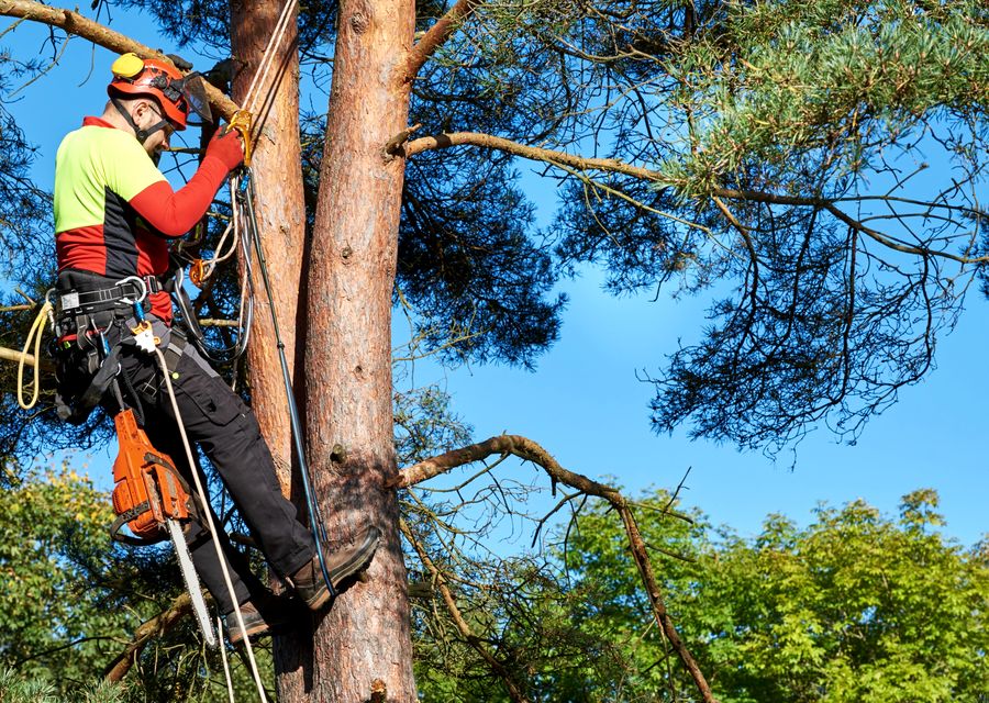 Tree removal work by Vinicio Tree Service in Posen, IL