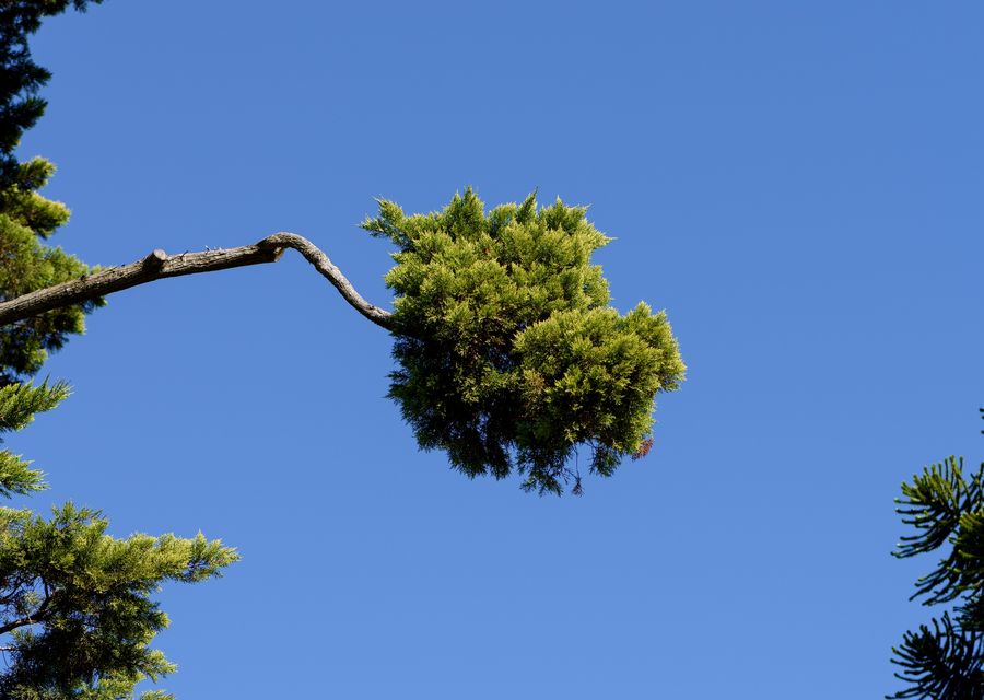 Tree removal work by Flatirons Arbor Care in Youngwood, PA