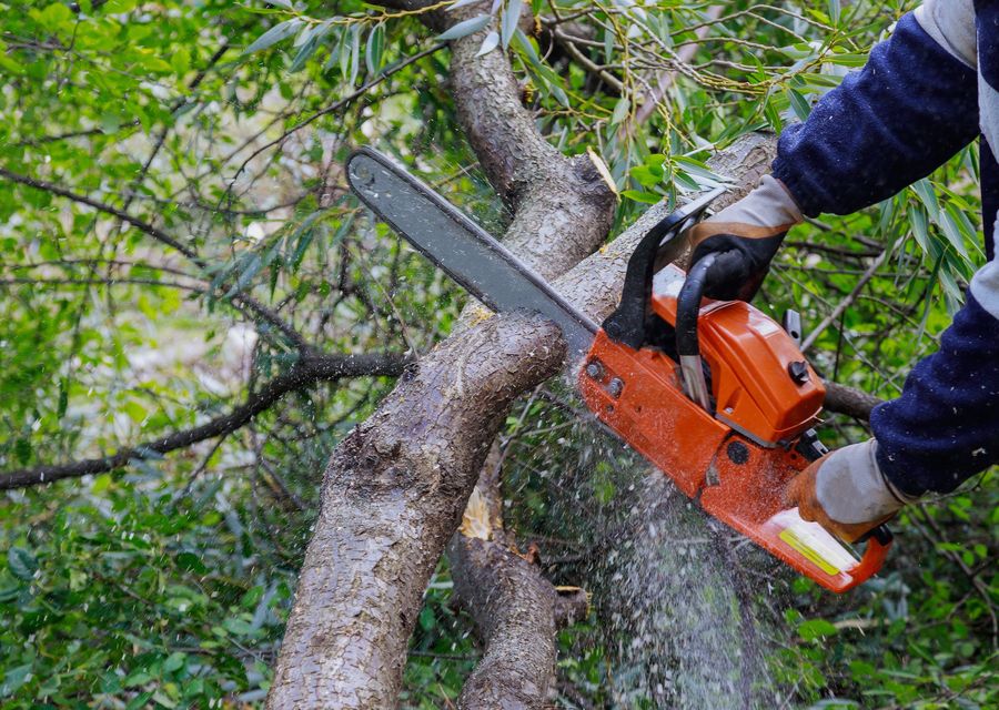 Tree removal work by Cypress Tree Service, LLC in Kouts, IN