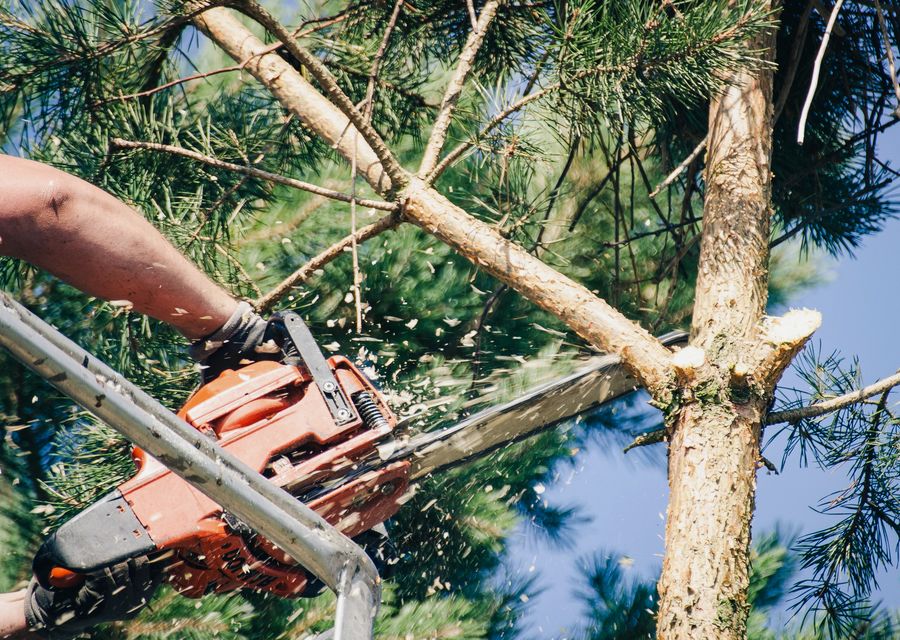 Tree removal work by Silas tree service llc in Prosperity, SC