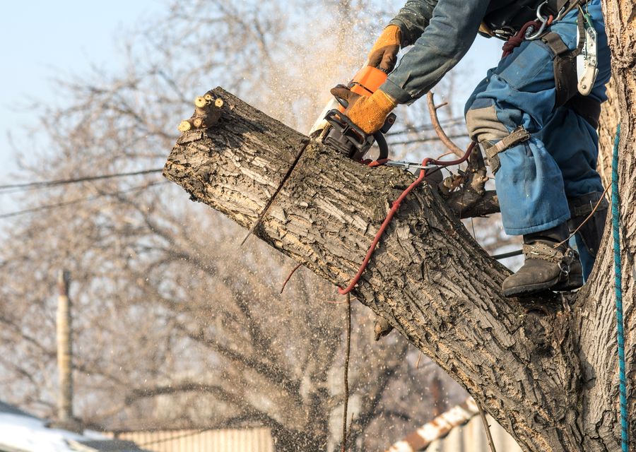 Tree removal work by Rayner Tree Solution LLC in West Columbia, SC