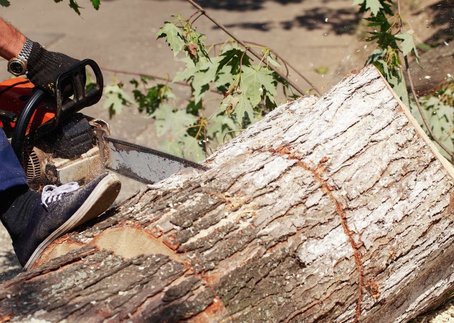 Tree removal work by Xterra Tree Service in Wayne, IL
