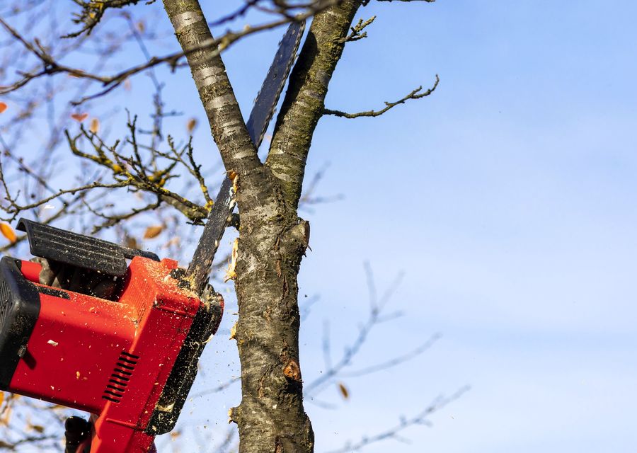 Tree removal work by Forrest Tree Surgeon in York, ME