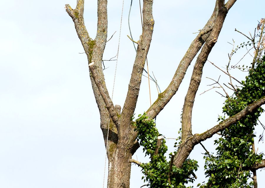 Tree removal work by Allstate Tree & Shrub Corp. in Riverside, CA
