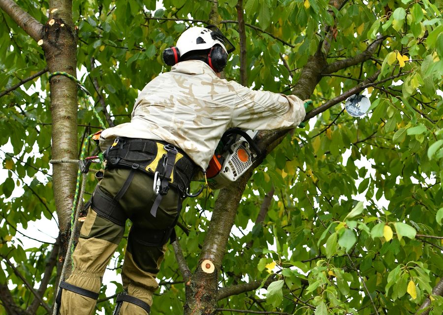 Tree removal work by Competition Tree Service in Osteen, FL