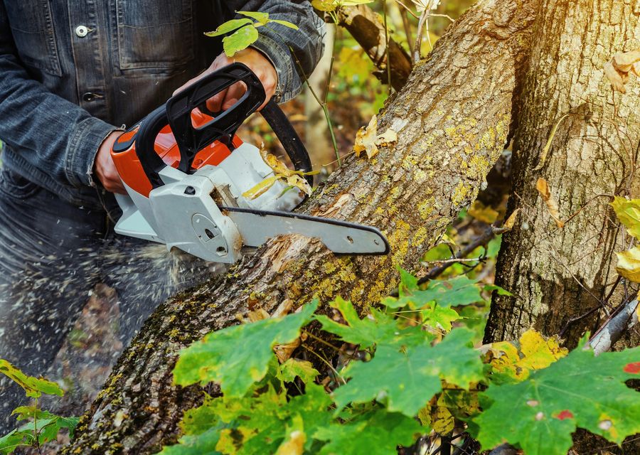 Tree removal work by Edison Tree Service in Kennebunk, ME