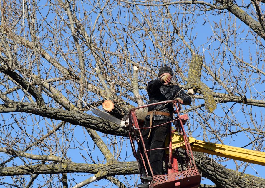 Tree removal work by L. A. Tree Service Corp in Burr Ridge, IL