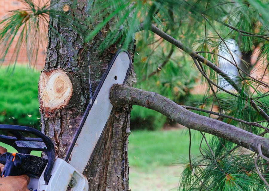Tree removal work by Mighty Oaks Land and Tree in Franklin Park, IL