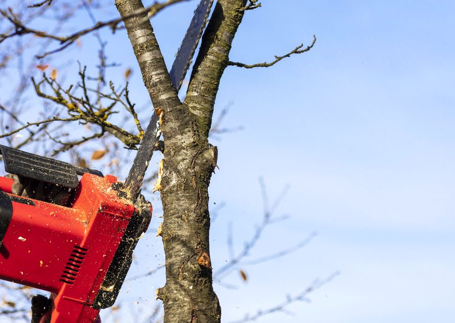 Tree removal work by Luis Hernandez Tree Service in Skippack, PA