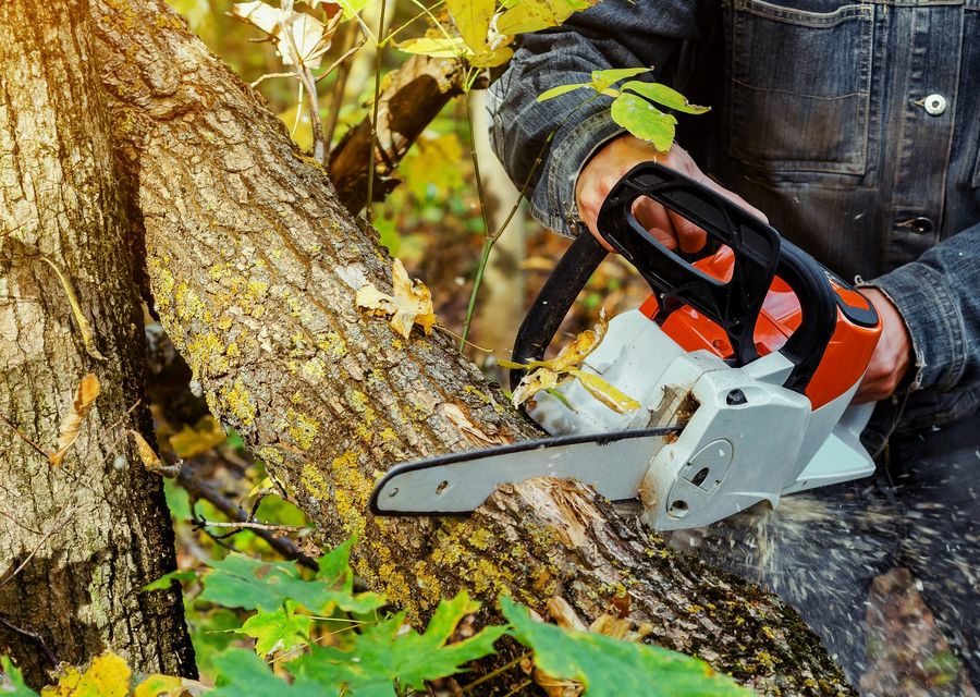 Tree removal work by Jireh Tree Care LLC in Paradise, PA