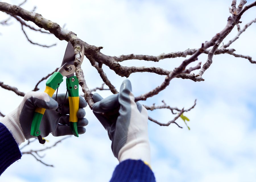 Tree removal work by Morys Tree Service in Dolton, IL