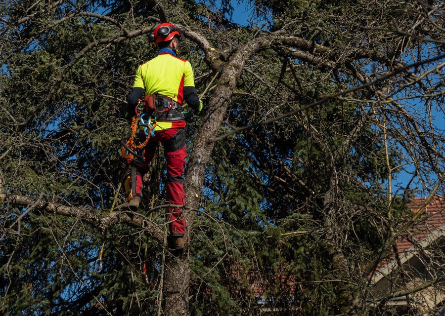 Tree removal work by Tree Service & Removal in Hazel Crest, IL