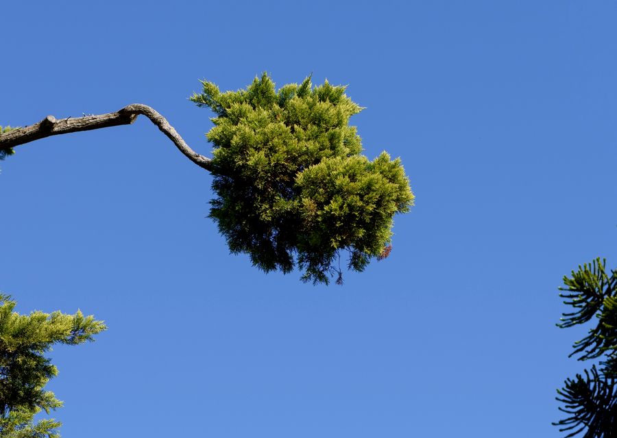 Tree removal work by Hernandez Tree Experts in Lithonia, GA
