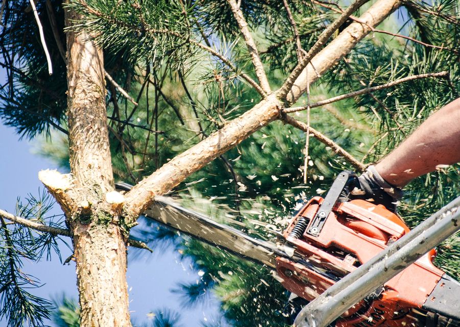 Tree removal work by Forestry Tree Service in Woodstock, GA