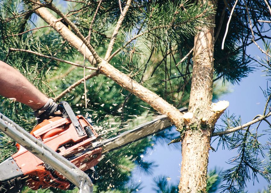 Tree removal work by Sterling Tree & Lawn Service in Lakemoor, IL