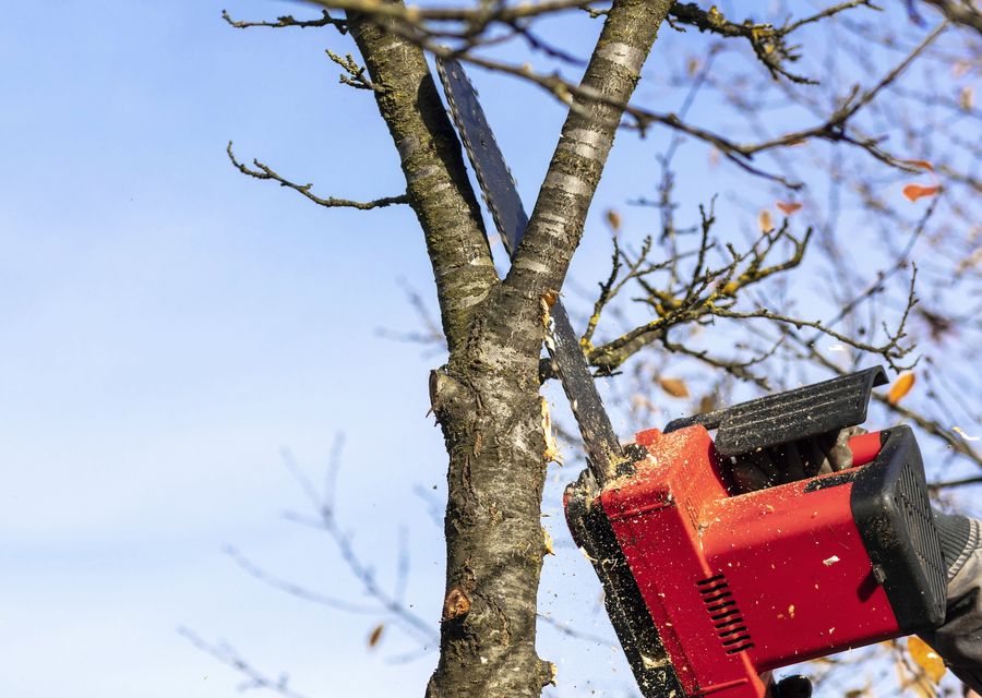 Tree removal work by Levi's Tree Service LLC in Mt Holly, NC