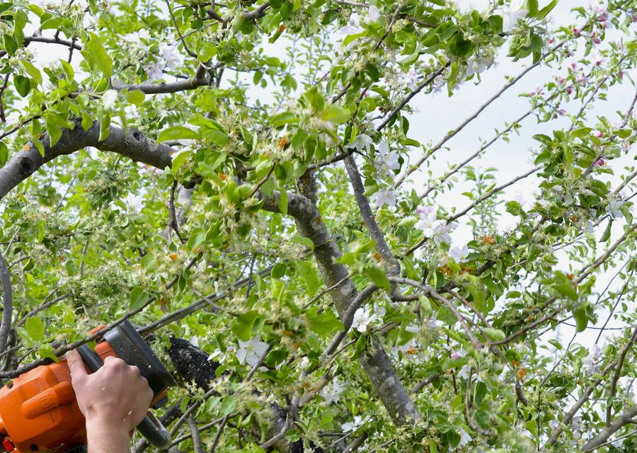 Tree removal work by MC Tree Service LLC in Weeping Water, NE