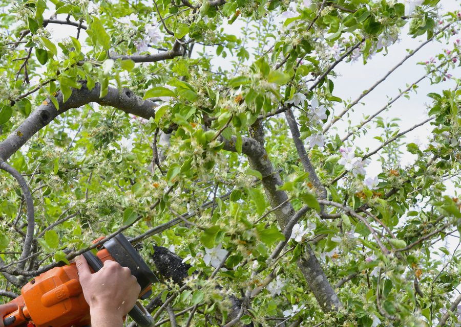 Tree removal work by Bobmar Lawn & Tree Service in Paint, PA