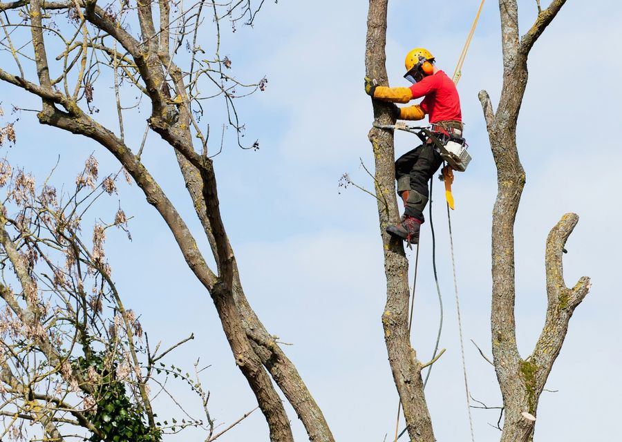 Tree removal work by Donovan Arborists in Narberth, PA