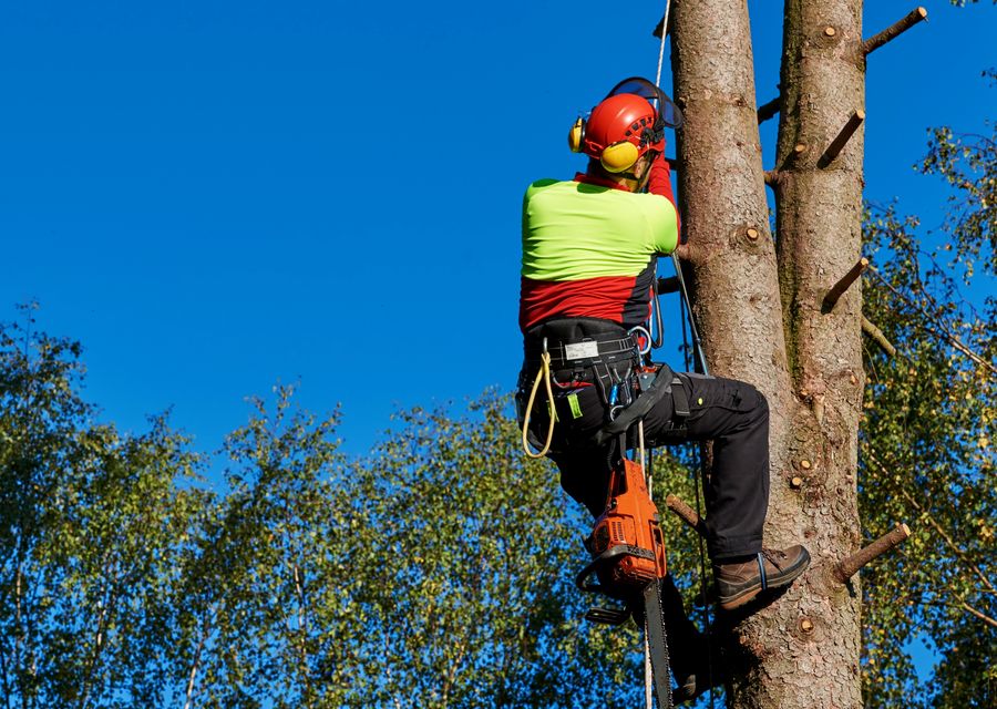 Tree removal work by EJT Tree Service LLC in Kennebunkport, ME