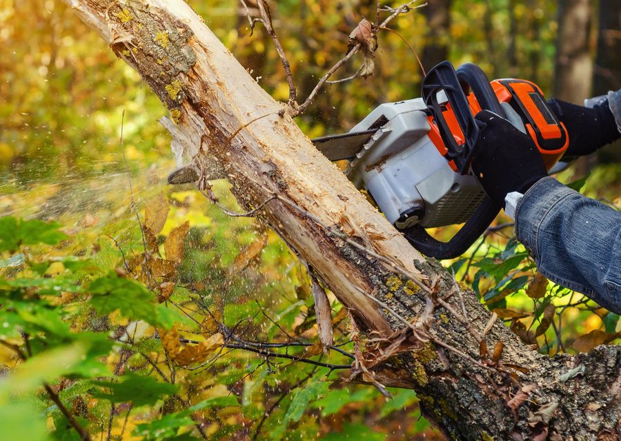 Tree removal work by Quality & Reliable Tree Service in Aurora, IL