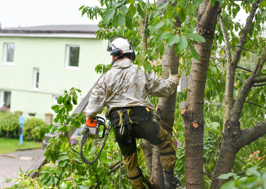 Tree removal work by Sunshine Tree Trimming in Round Rock, TX
