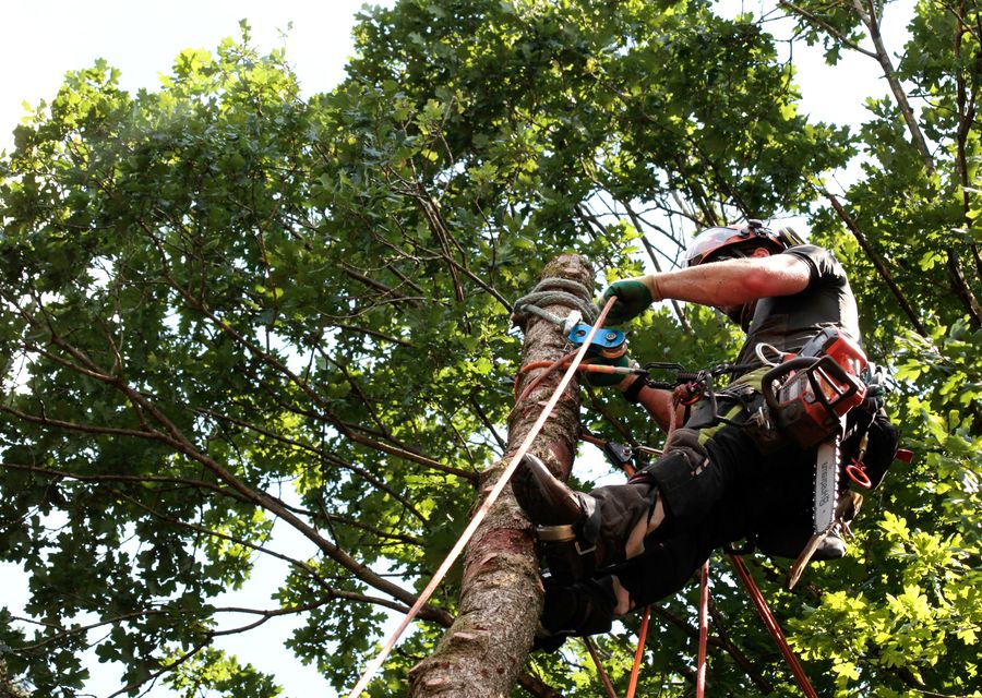 Tree removal work by Nolan Tree in Melrose Park, IL