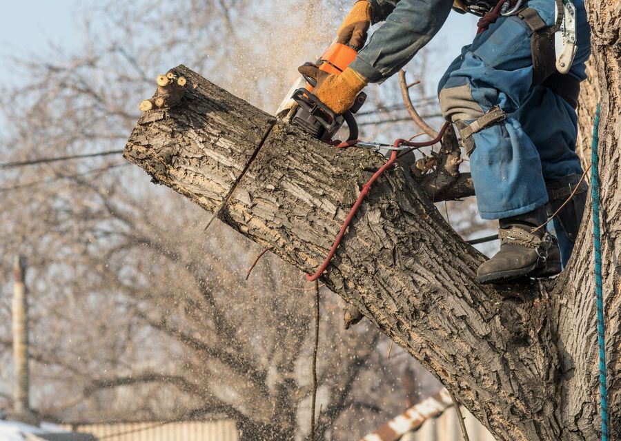 Tree removal work by Tree Service Corp in Hinsdale, IL