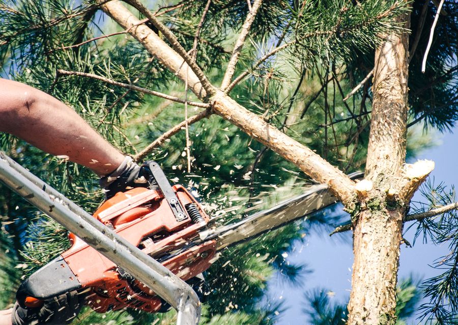 Tree removal work by Treecycle, LLC in St Johnsbury, VT