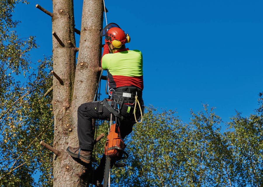 Tree removal work by Tames Tree Services & Landscaping in North Londonderry, PA