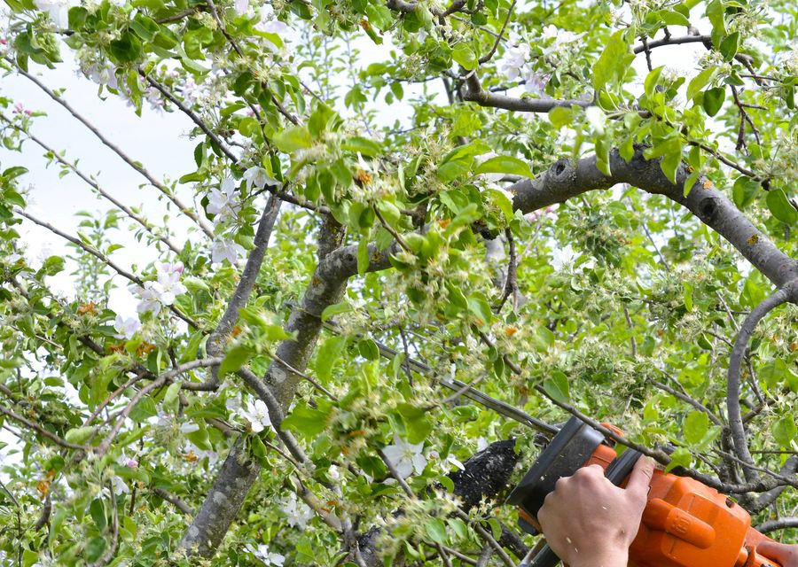 Tree removal work by Syma Tree Service, LLC in Unity, PA