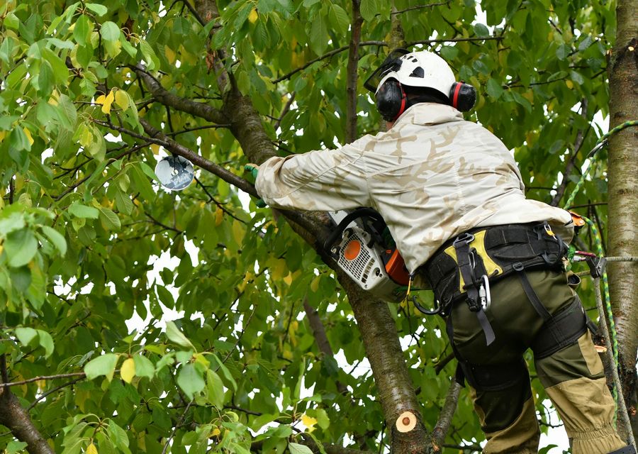 Tree removal work by ALL STARS TREE SOLUTIONS in Fullerton, CA