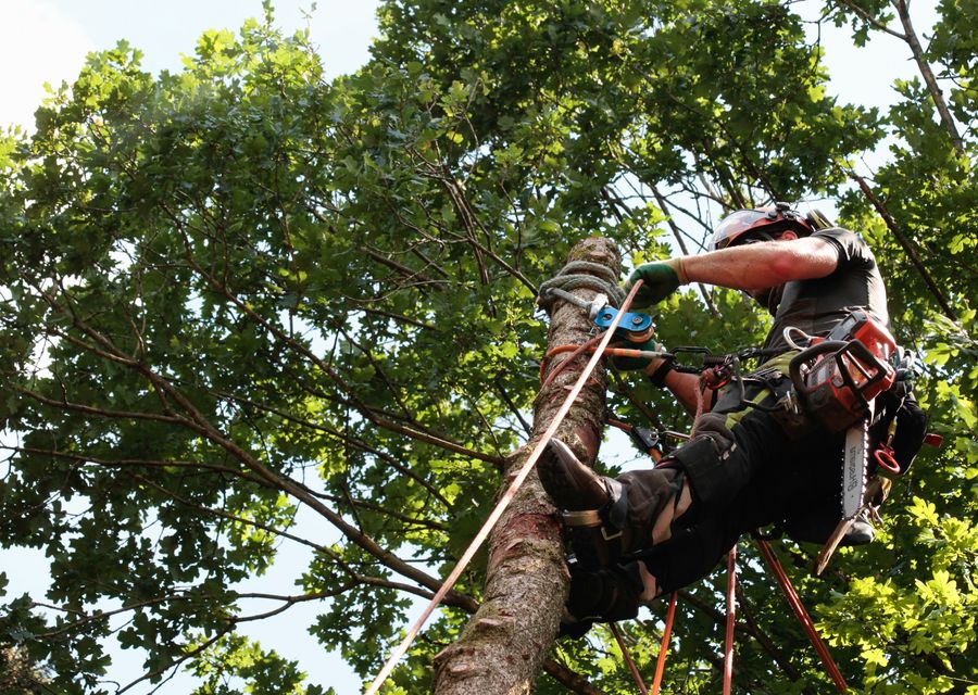 Tree removal work by Richie's Tree Service in Homer Glen, IL