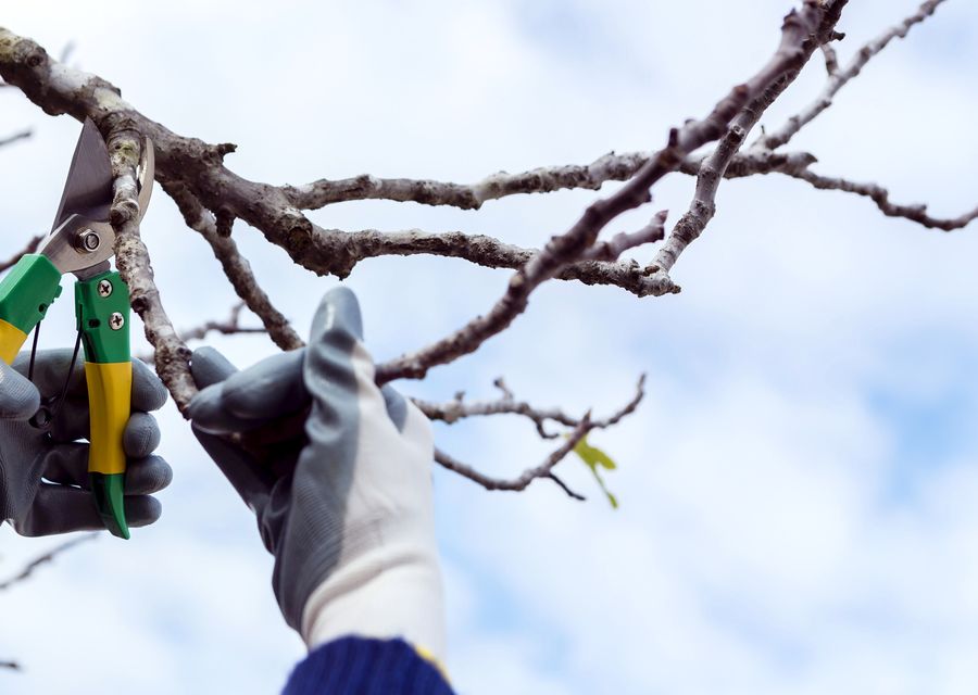 Tree removal work by HN Tree Care LLC in Gastonia, NC