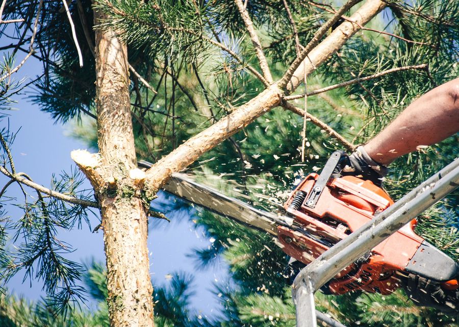 Tree removal work by Triple Tree Service in Elizabethtown, PA