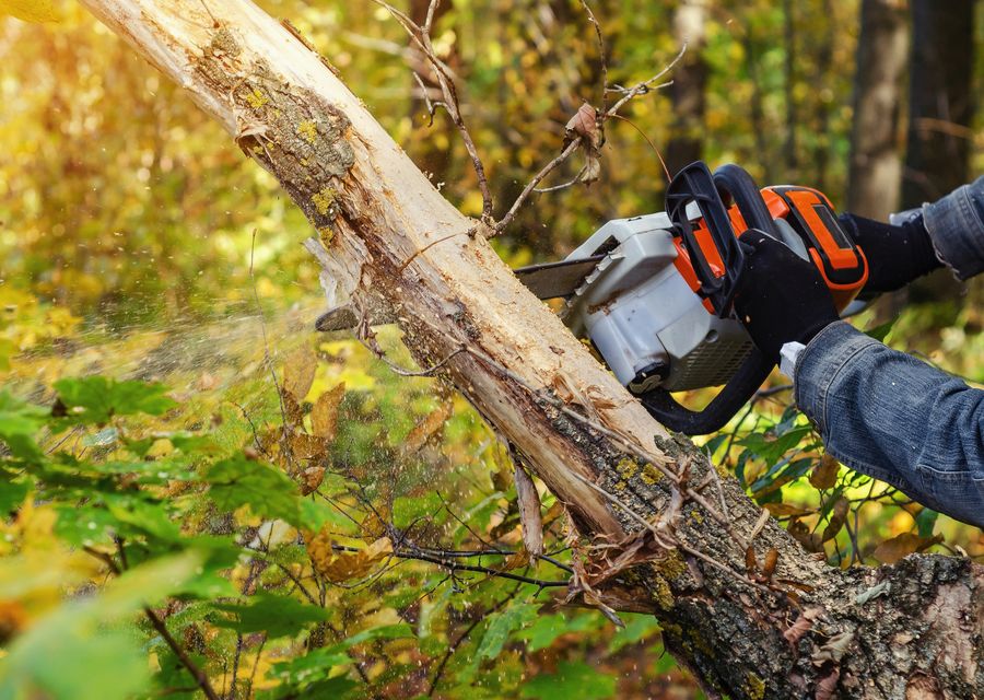 Tree removal work by Best Value Tree Service in Winter Park, FL