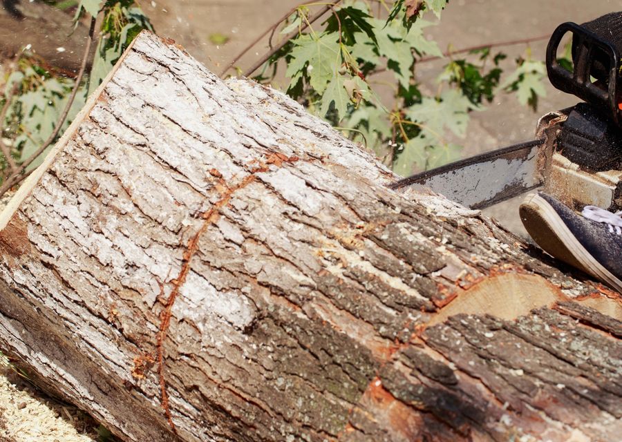 Tree removal work by NE Tree and Property Service in Crete, IL