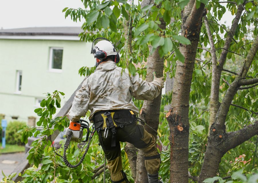 Tree removal work by Complete Landscaping in DeBary, FL
