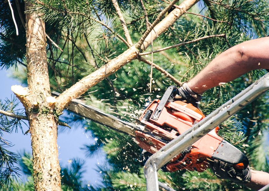 Tree removal work by Ross Tree Company in Batesburg-Leesville, SC