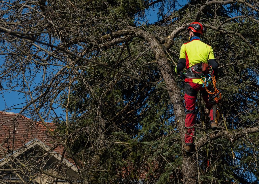 Tree removal work by Big Ron's Tree Service in Pine, PA