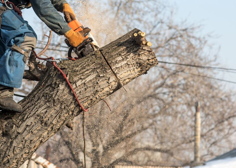 Tree removal work by Mark's Stump Removal & Tree Service, LLC in Plattsmouth, NE
